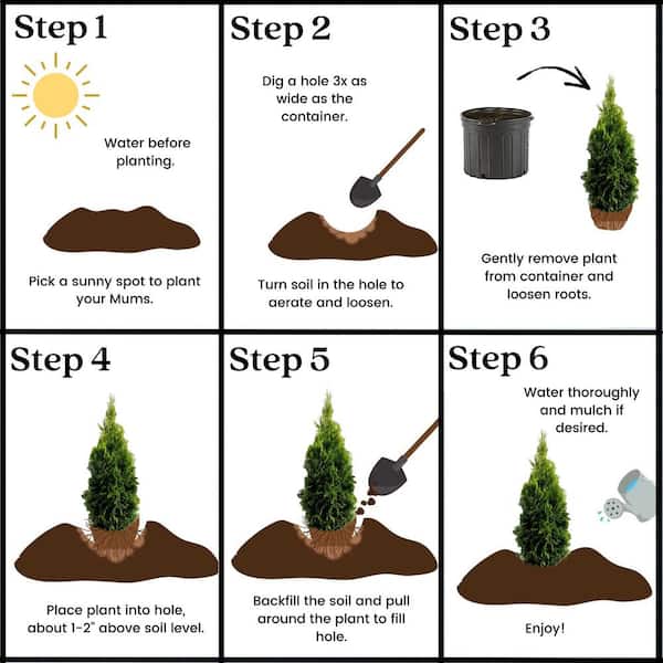 Arborvitae Care And Maintenance