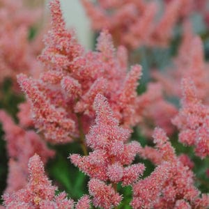 Astilbe Care And Maintenance
