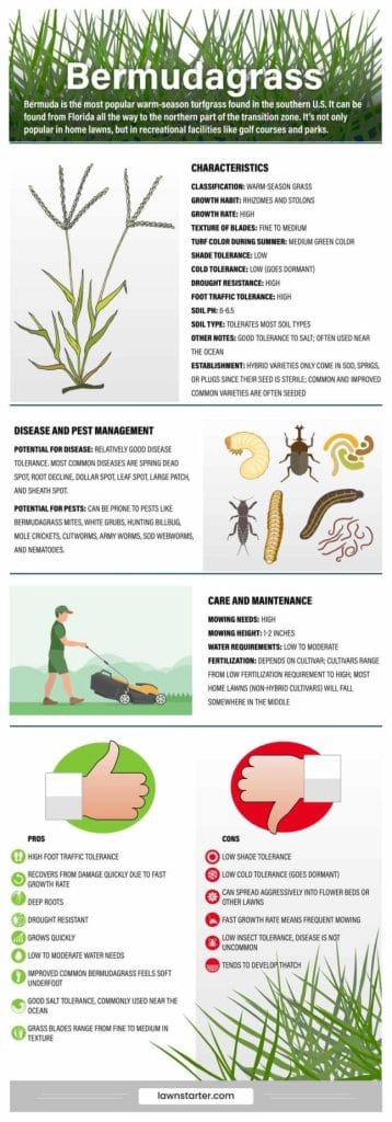 Bermuda Grass Care And Maintenance