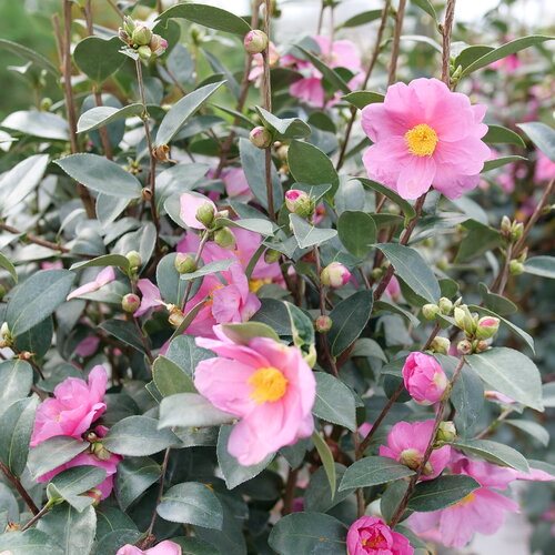 Camellia Bush Care And Maintenance