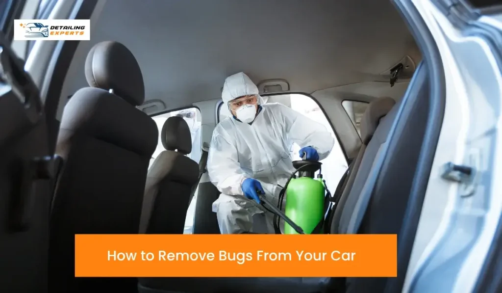 Car Detailing Bug Removal