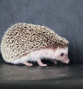 Hedgehogs Care And Maintenance