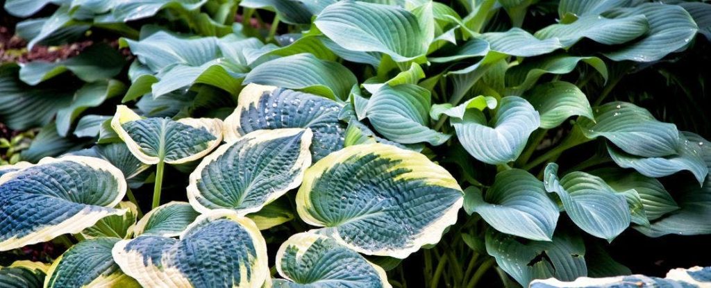 Hosta Care And Maintenance