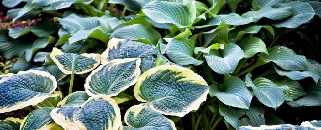 Hosta Care Maintenance
