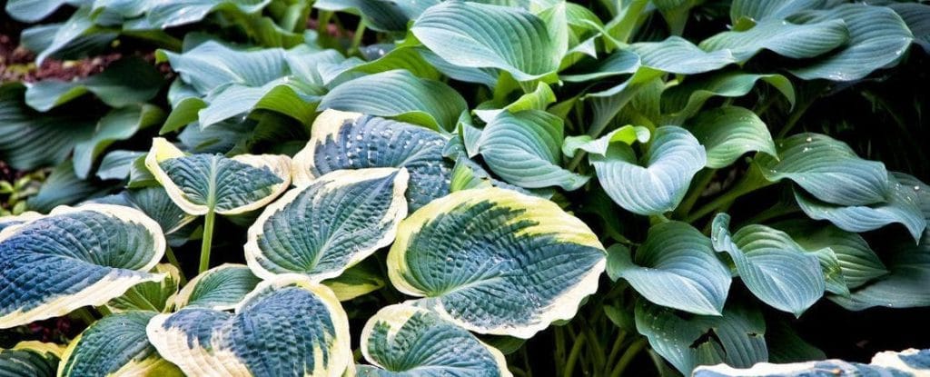 Hostas Care And Maintenance