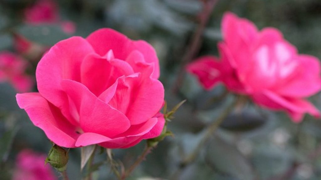 Knockout Roses Care And Maintenance