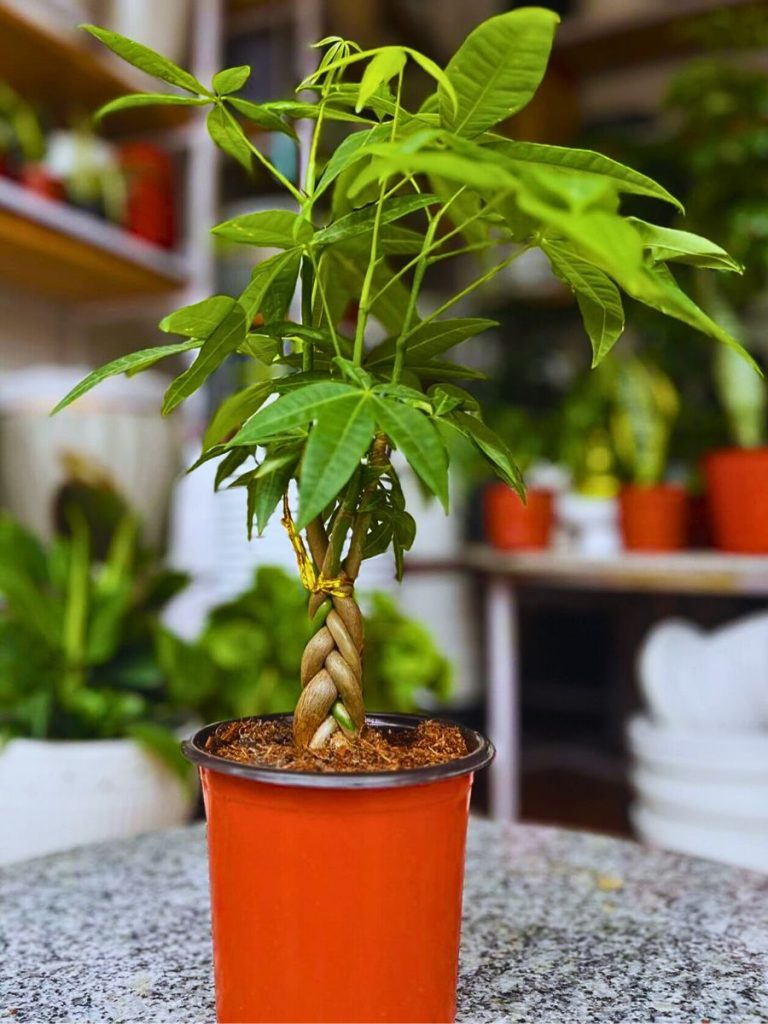 Money Tree Care And Maintenance