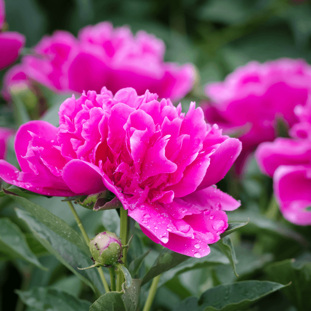 Peony Care And Maintenance